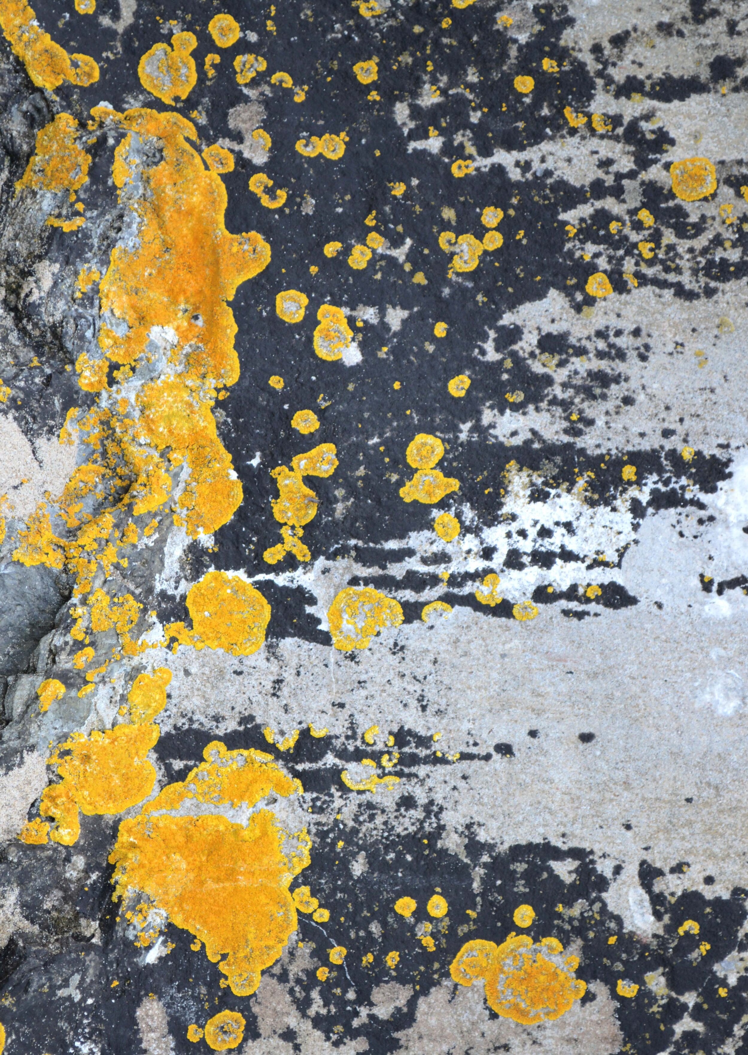 Yellow Ochre and Dark Charcoal Abstract, wall art print - 'Nomad Splash'